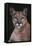 Cougar-DLILLC-Framed Premier Image Canvas