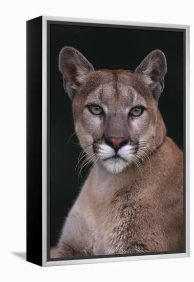 Cougar-DLILLC-Framed Premier Image Canvas