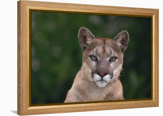 Cougar-DLILLC-Framed Premier Image Canvas