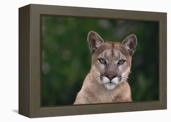 Cougar-DLILLC-Framed Premier Image Canvas