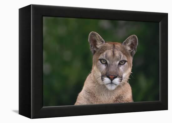 Cougar-DLILLC-Framed Premier Image Canvas