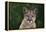 Cougar-DLILLC-Framed Premier Image Canvas