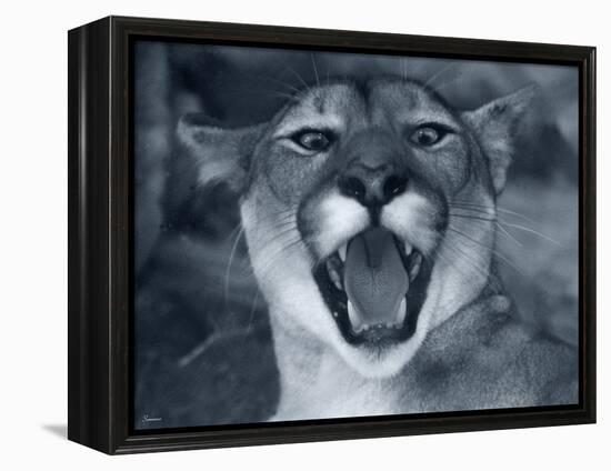 Cougar-Gordon Semmens-Framed Premier Image Canvas