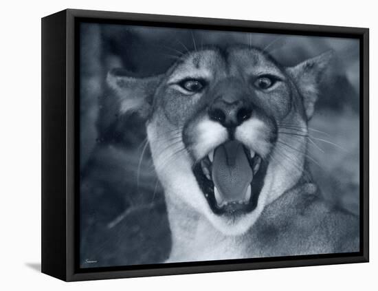 Cougar-Gordon Semmens-Framed Premier Image Canvas