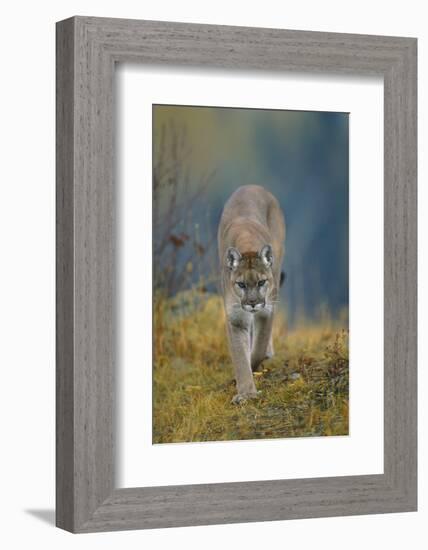 Cougar-DLILLC-Framed Photographic Print