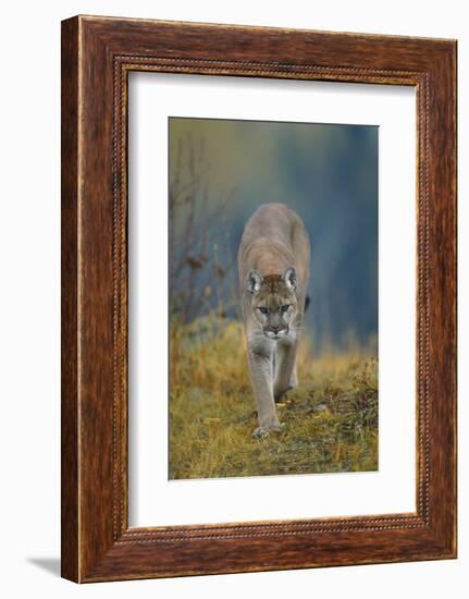 Cougar-DLILLC-Framed Photographic Print