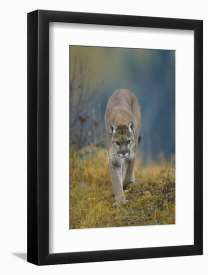 Cougar-DLILLC-Framed Photographic Print