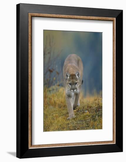 Cougar-DLILLC-Framed Photographic Print