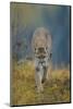 Cougar-DLILLC-Mounted Photographic Print