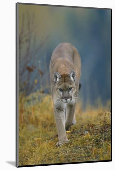 Cougar-DLILLC-Mounted Photographic Print