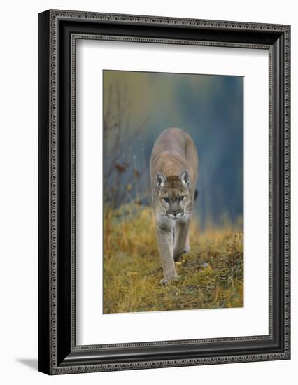 Cougar-DLILLC-Framed Photographic Print