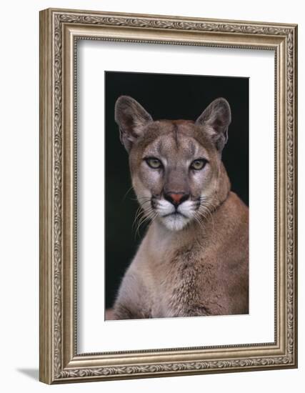 Cougar-DLILLC-Framed Photographic Print