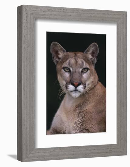 Cougar-DLILLC-Framed Photographic Print