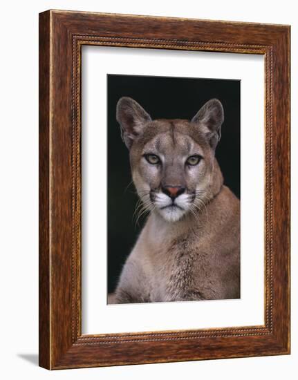 Cougar-DLILLC-Framed Photographic Print