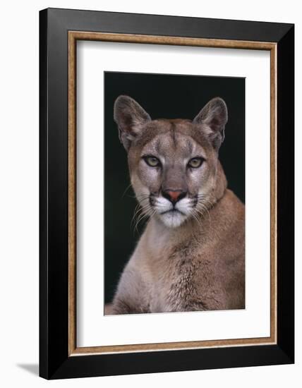 Cougar-DLILLC-Framed Photographic Print