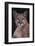 Cougar-DLILLC-Framed Photographic Print