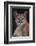 Cougar-DLILLC-Framed Photographic Print