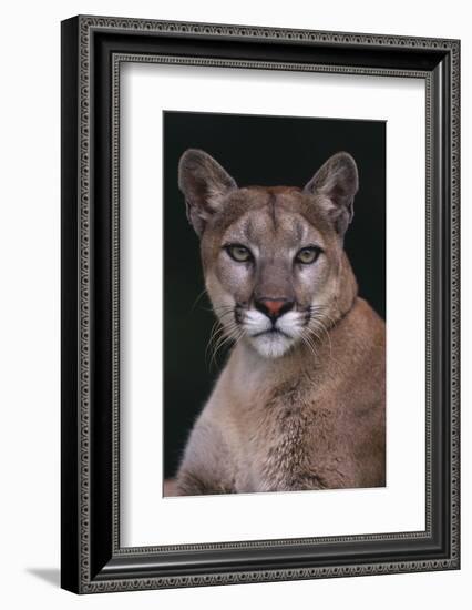 Cougar-DLILLC-Framed Photographic Print