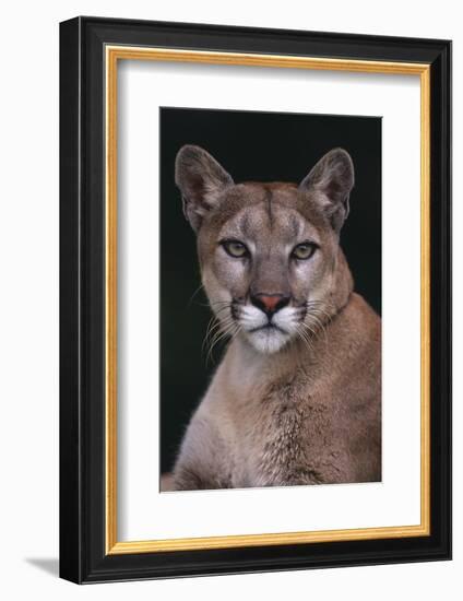 Cougar-DLILLC-Framed Photographic Print