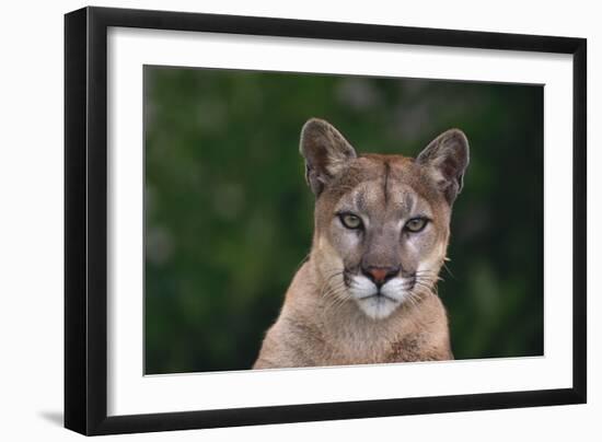 Cougar-DLILLC-Framed Photographic Print