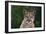 Cougar-DLILLC-Framed Photographic Print