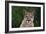 Cougar-DLILLC-Framed Photographic Print