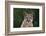 Cougar-DLILLC-Framed Photographic Print