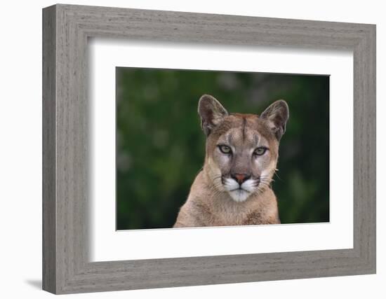 Cougar-DLILLC-Framed Photographic Print