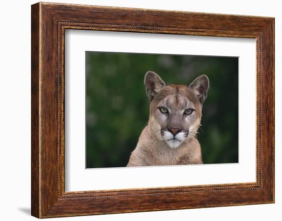 Cougar-DLILLC-Framed Photographic Print