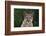 Cougar-DLILLC-Framed Photographic Print