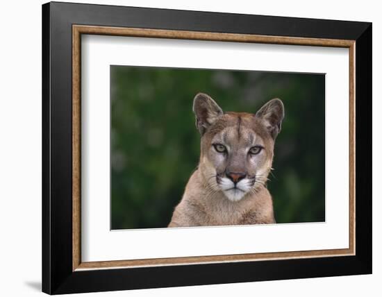 Cougar-DLILLC-Framed Photographic Print