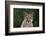 Cougar-DLILLC-Framed Photographic Print