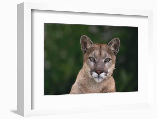 Cougar-DLILLC-Framed Photographic Print