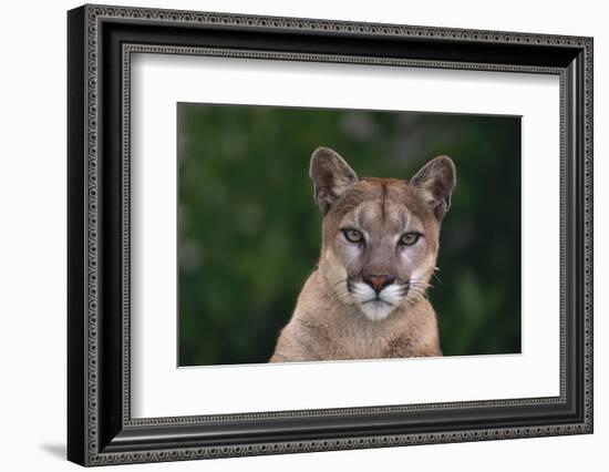 Cougar-DLILLC-Framed Photographic Print