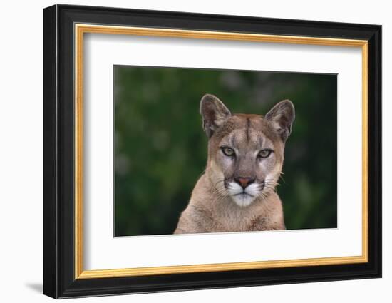 Cougar-DLILLC-Framed Photographic Print