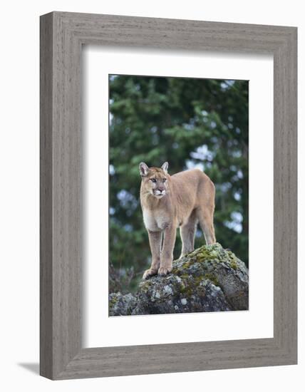 Cougar-DLILLC-Framed Photographic Print