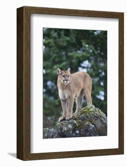 Cougar-DLILLC-Framed Photographic Print