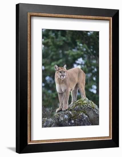 Cougar-DLILLC-Framed Photographic Print