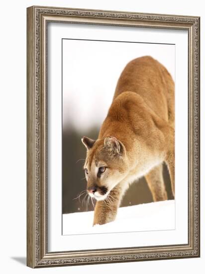 Cougar-null-Framed Photographic Print