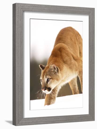 Cougar-null-Framed Photographic Print