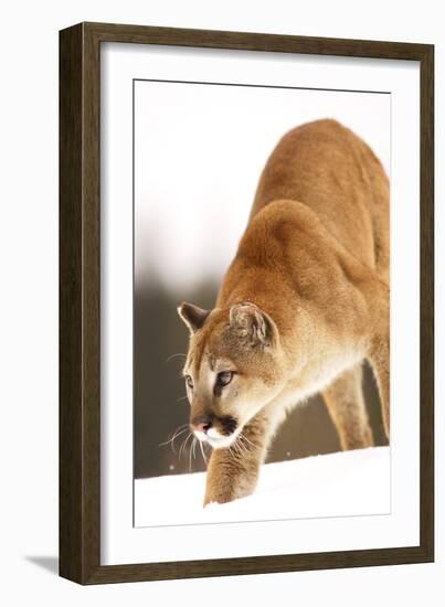 Cougar-null-Framed Photographic Print