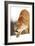 Cougar-null-Framed Photographic Print