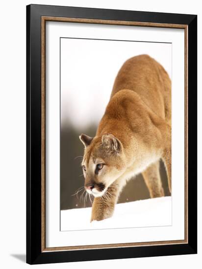 Cougar-null-Framed Photographic Print