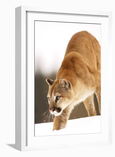 Cougar-null-Framed Photographic Print