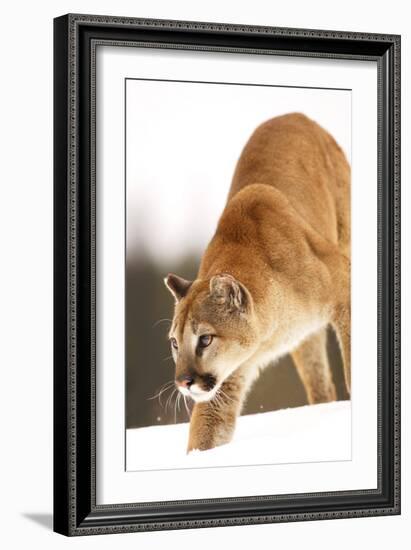 Cougar-null-Framed Photographic Print