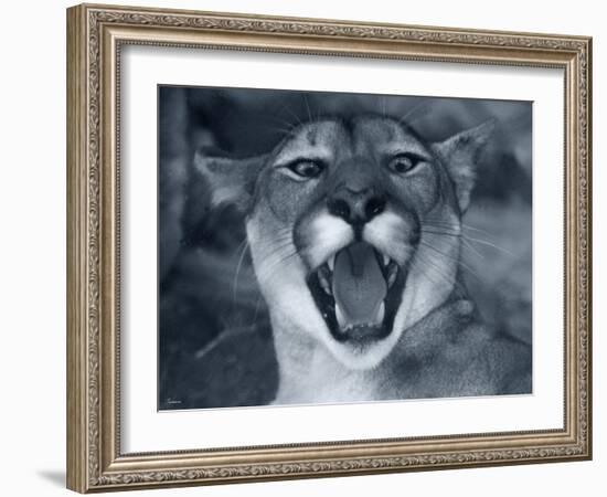 Cougar-Gordon Semmens-Framed Photographic Print