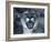 Cougar-Gordon Semmens-Framed Photographic Print