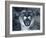 Cougar-Gordon Semmens-Framed Photographic Print