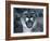 Cougar-Gordon Semmens-Framed Photographic Print