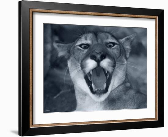Cougar-Gordon Semmens-Framed Photographic Print